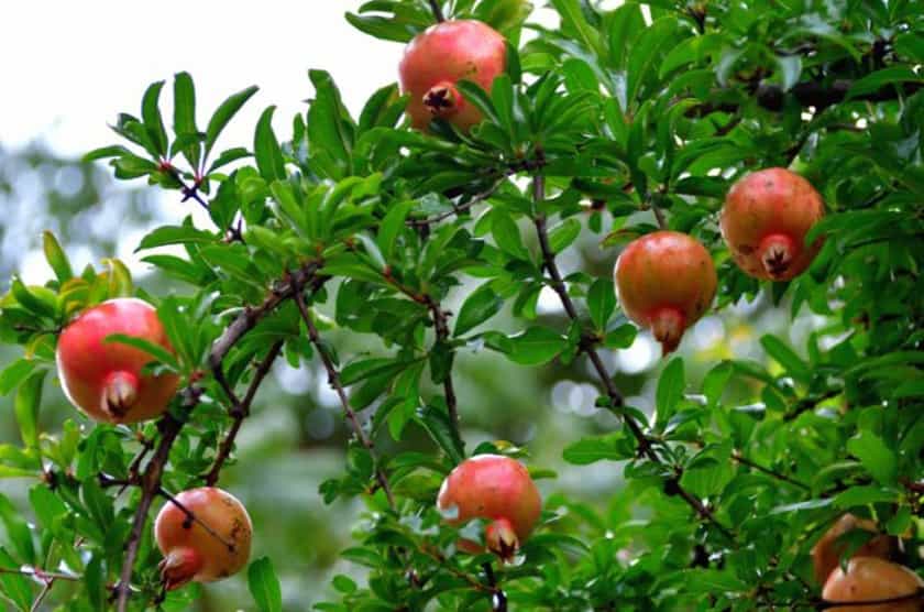 کود مرغی برای درخت انار حاوی مواد آلی ارزشمند