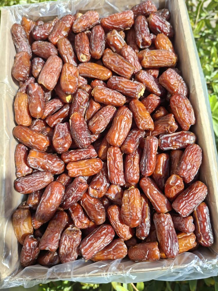 تأمین کننده خرما پیارم جنوب برای صادرات