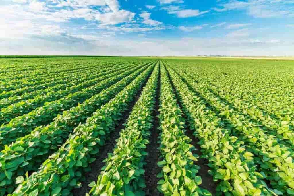 تصویر 1 از کود مرغی مایع برای لوبیا انتخابی کاربردی برای کشاورزان