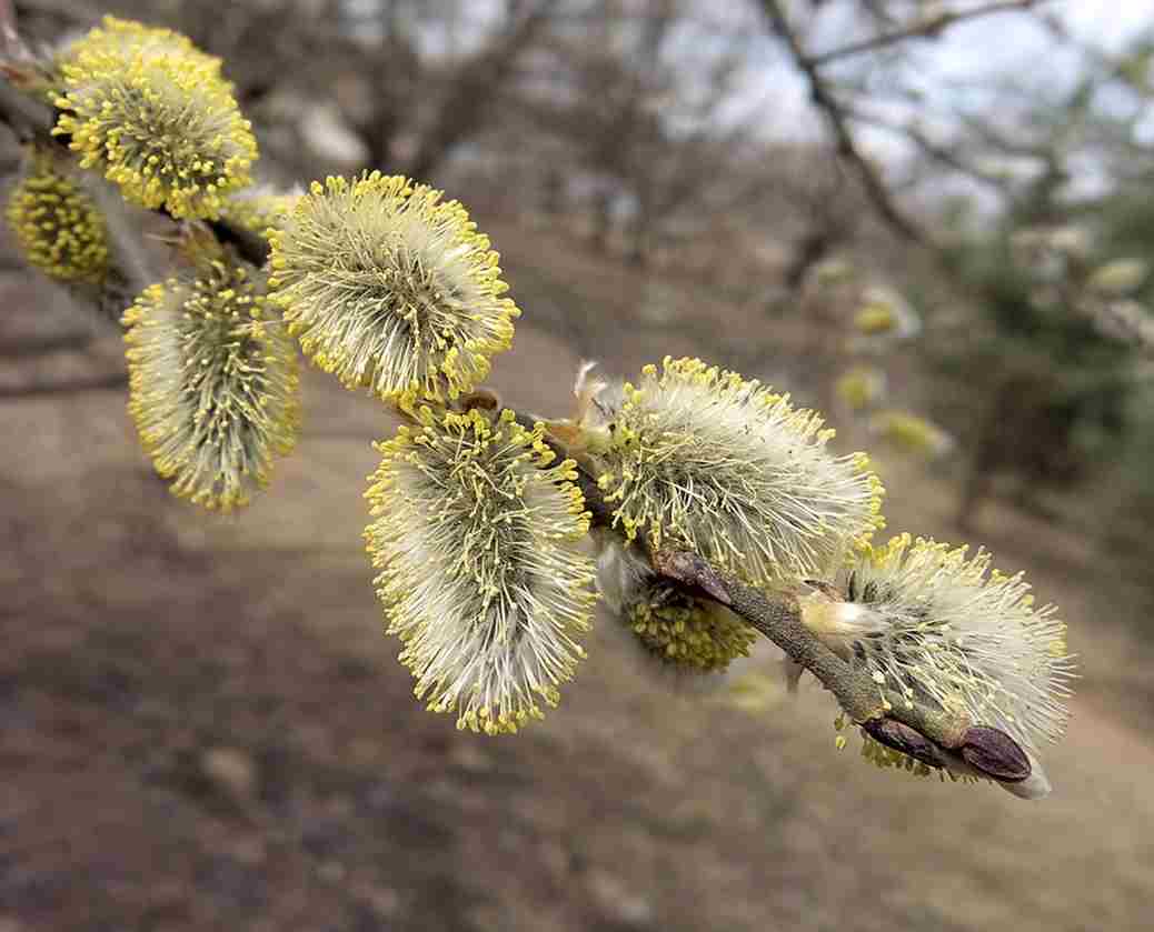 تصویر 1 از عرق بیدمشک برای معده با عطر گل بیدمشک و طعم ملایم