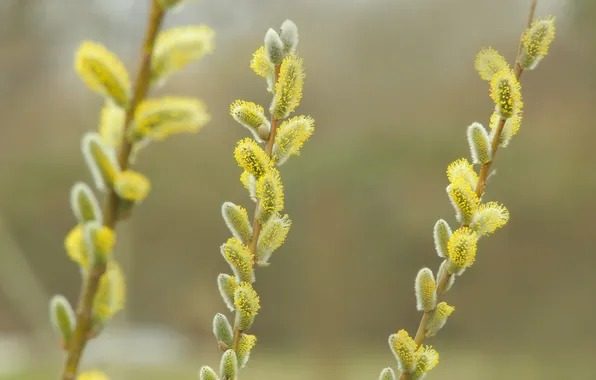 تصویر 2 از عرق بیدمشک برای کبد چرب با تقطیر سنتی و کیفیت پایدار