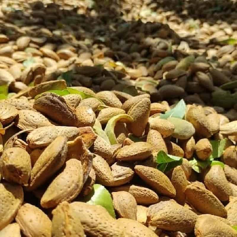 تصویر 1 از بادام مامایی کاغذی با درصد پوچی صفر و کیفیت عالی برای صادرات