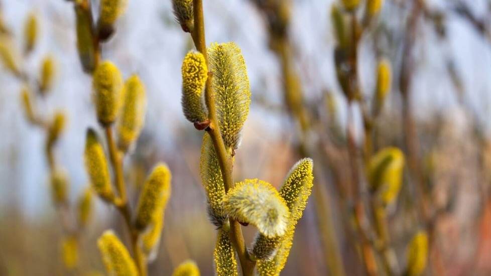 عرق بیدمشک برای بلغمی ها با ترکیب گیاهی اصیل و مرغوب