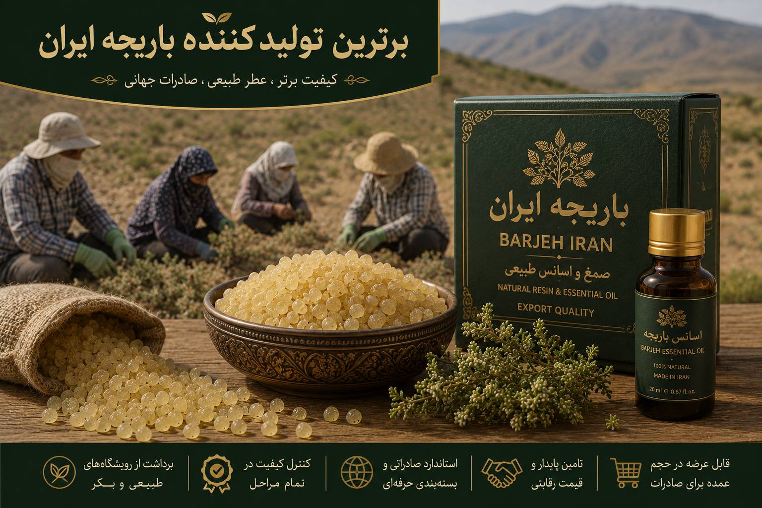 برترین تولیدکننده باریجه ایران