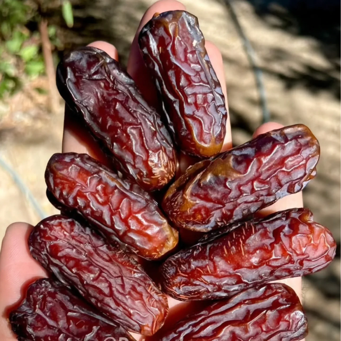 تصویر 4 از خرید خرما پیارم بسته‌بندی شده عمده با قیمت مناسب