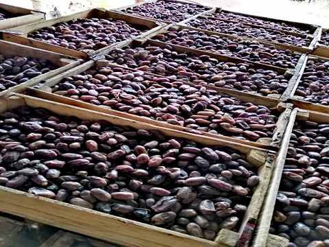 تصویر 4 از قیمت خرما استعمران اعلا + خرید باور نکردنی
