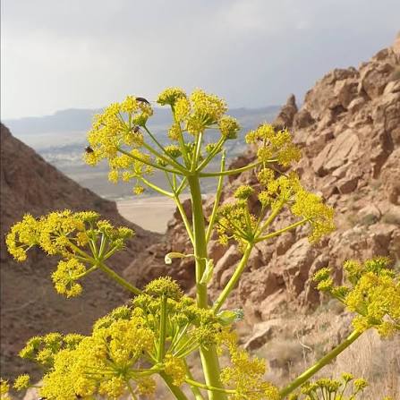 باریجه اصیل کوهستانی ایران