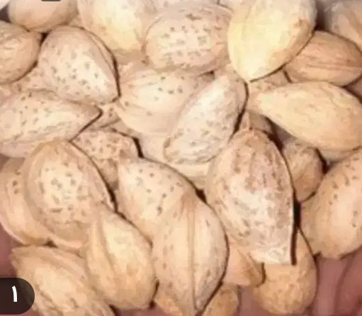 فروش بادام شیرین