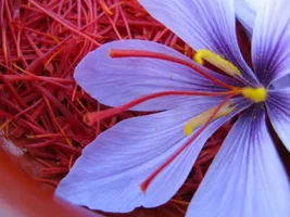 زعفران رشته ای یک مثقال پاکتی با کیفیت عالی