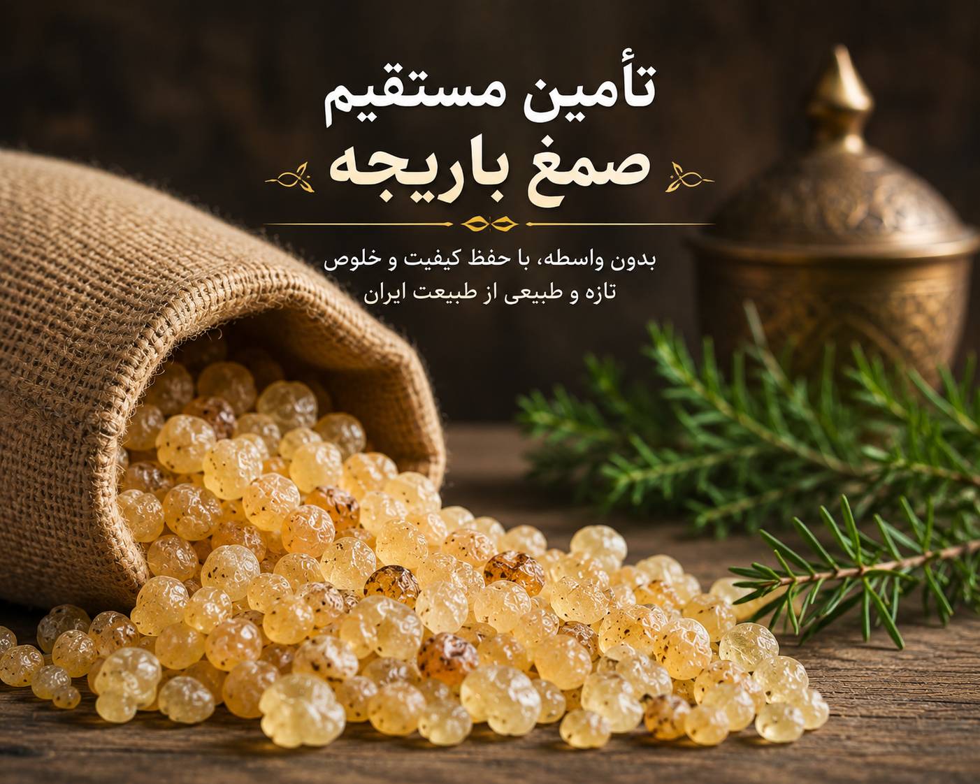 تأمین مستقیم صمغ باریجه