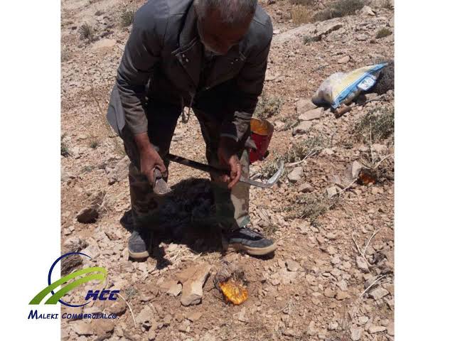 عرضه مستقیم باریجه طبیعی