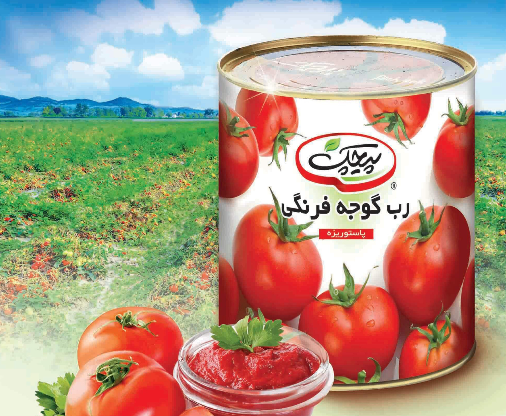 عرضه مستقیم رب گوجه فرنگی پیچک با غلظت بالا و رنگ طبیعی