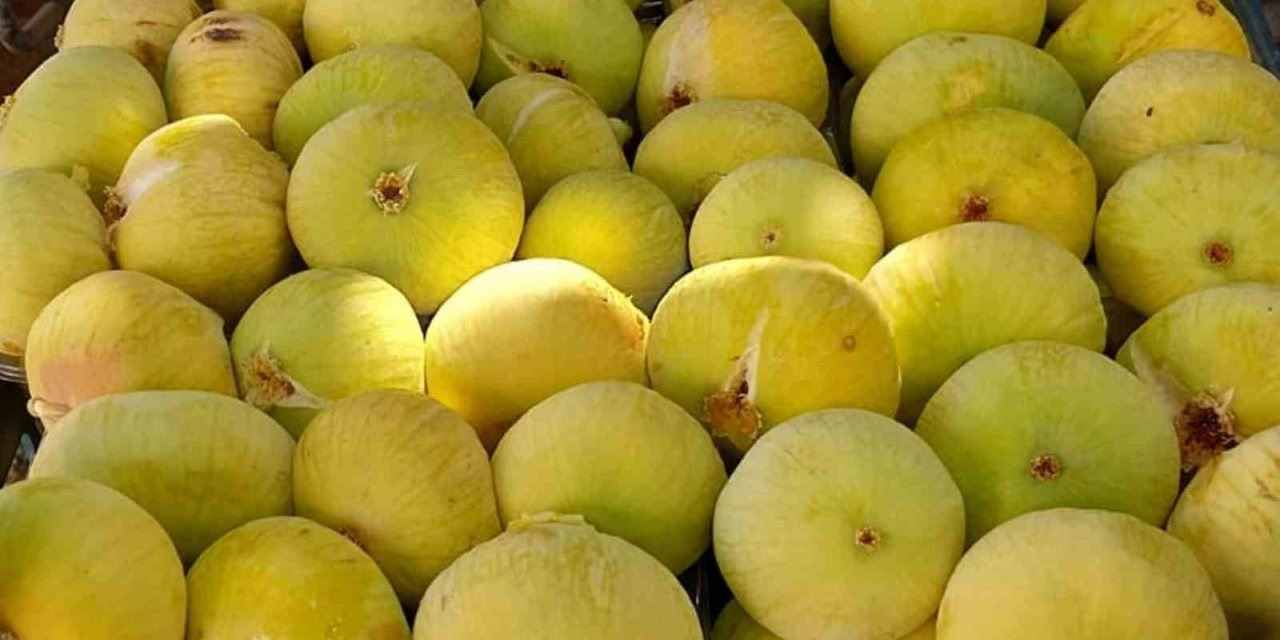 انجیر گلابی سه فصل با باردهی مناسب و محصول دهی مداوم
