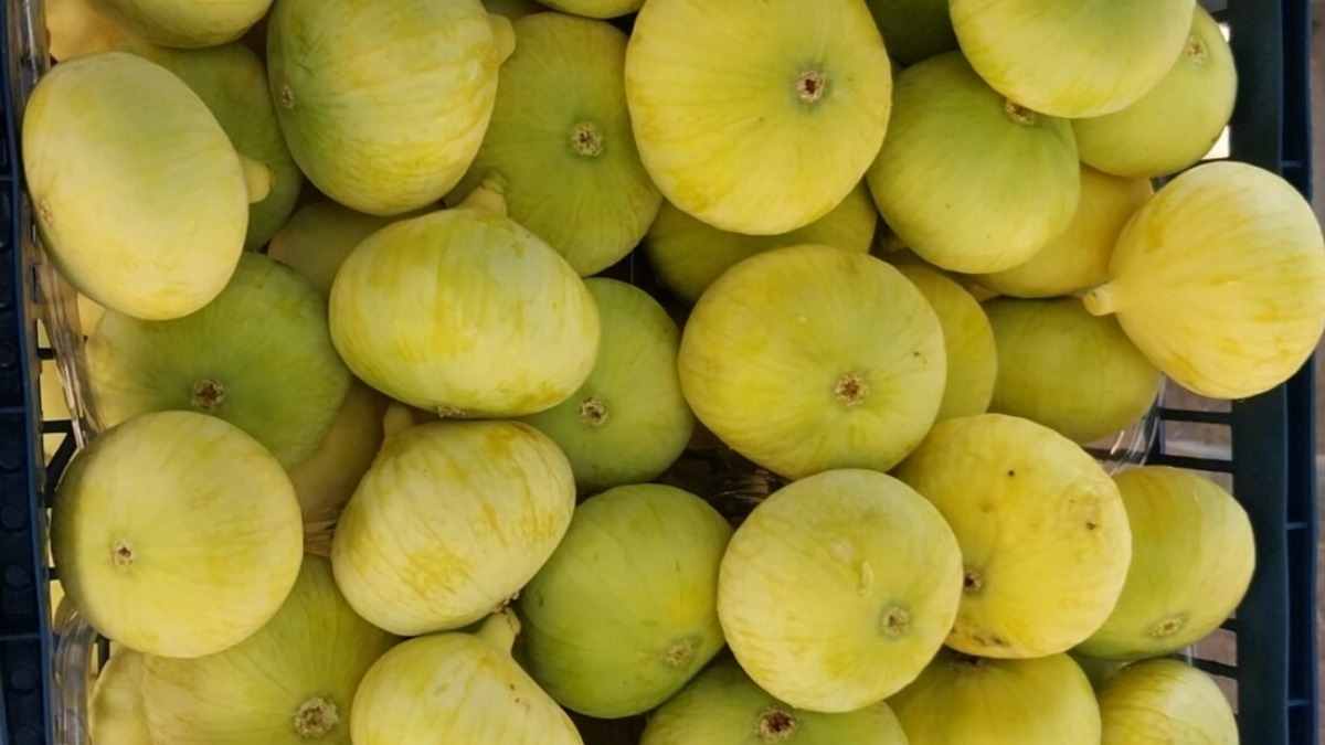 انجیر گلابی زرد خوش طعم با فرآوری اصولی و ظاهر جذاب