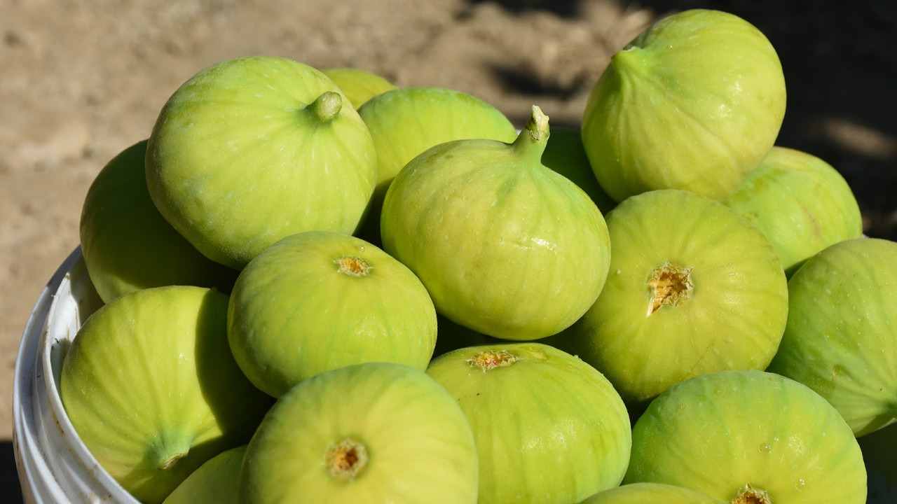 انجیر گلابی شکل با فرم جذاب و بافت لطیف