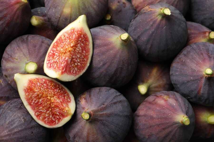 انجیر گلابی قرمز برداشت از میوه‌های درشت و با کیفیت باغی