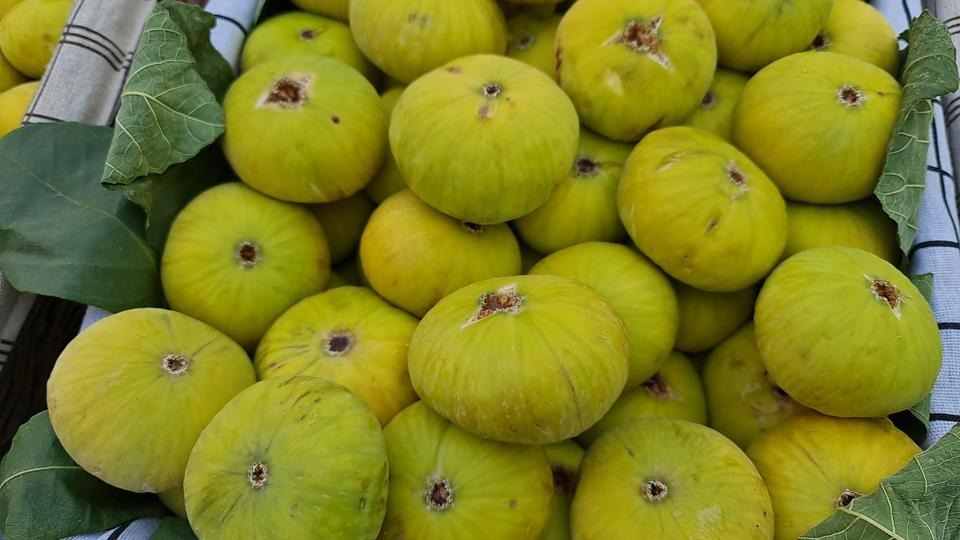 انجیر چشمه رامیان با ویژگی‌های خاص منطقه‌ای