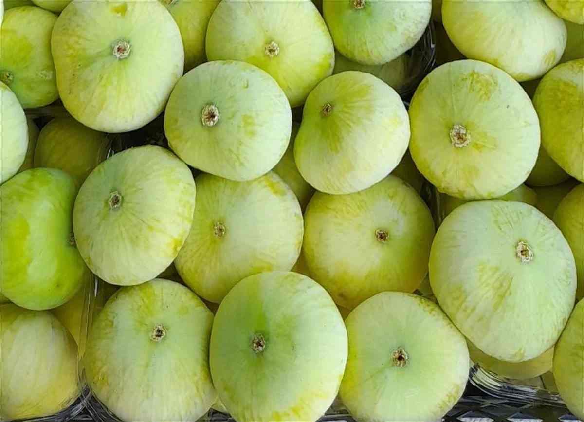 انجیر نرم