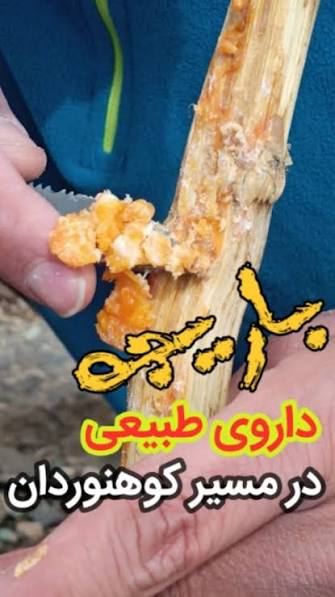 انتخاب حرفه‌ای خریداران باریجه