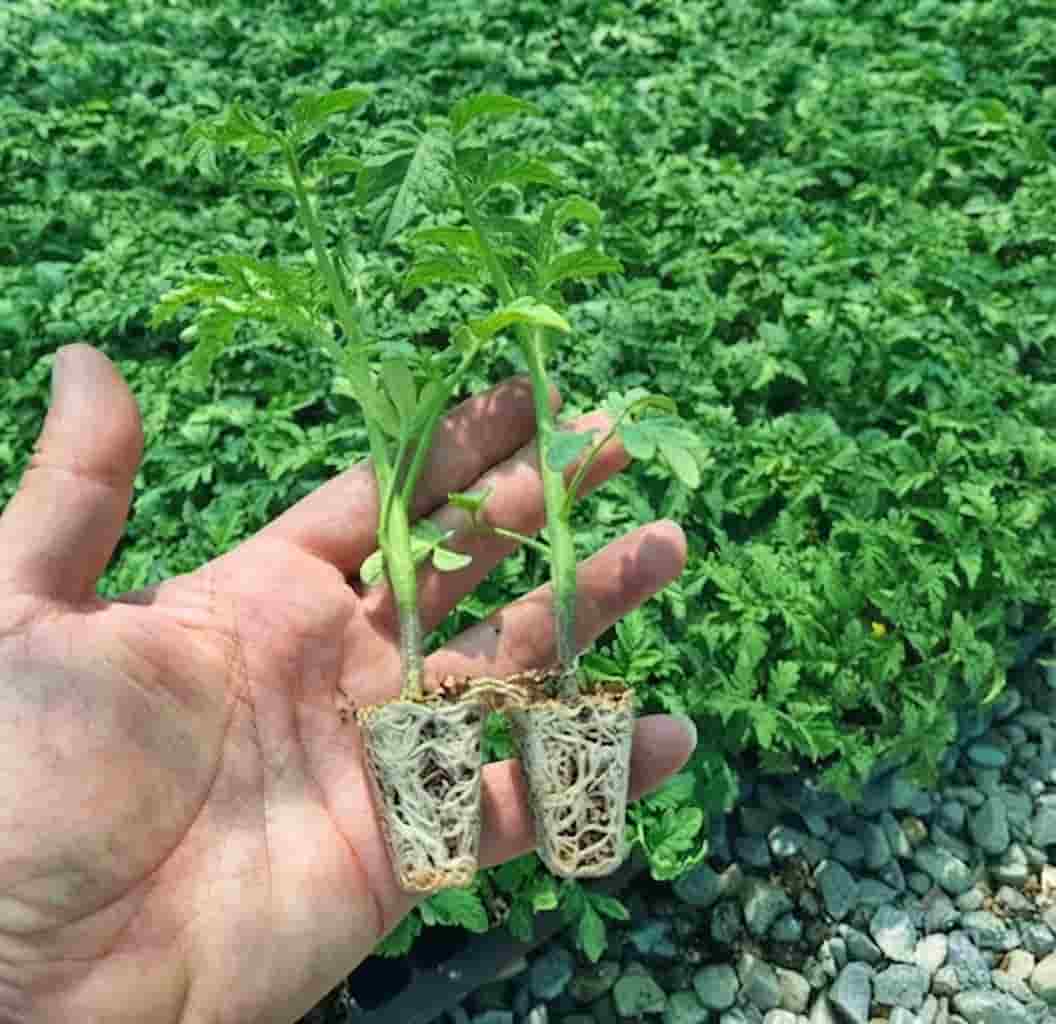 نشا گوجه فرنگی کرج گزینه ای عالی برای شروع کشت حرفه ای