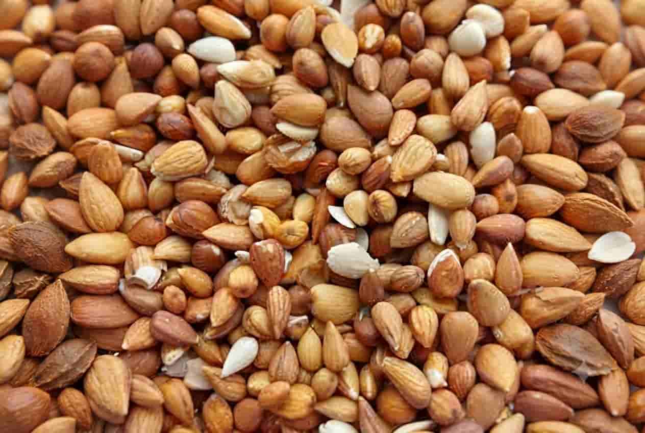 مغز بادام کوهی سالم با طعم دلنشین و ارزش غذایی بالا