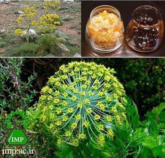 تجارت پایدار صمغ طبیعی