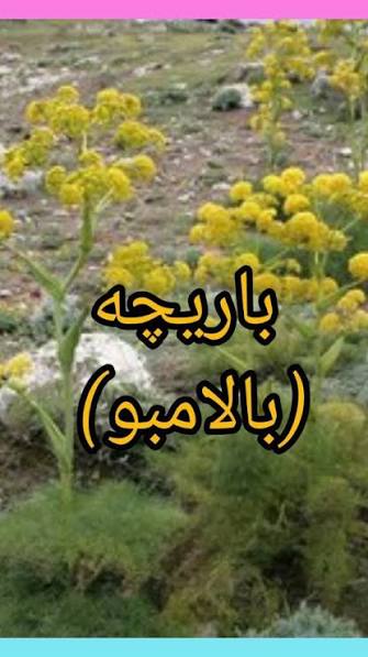 باریجه ایرانی برای صادرات