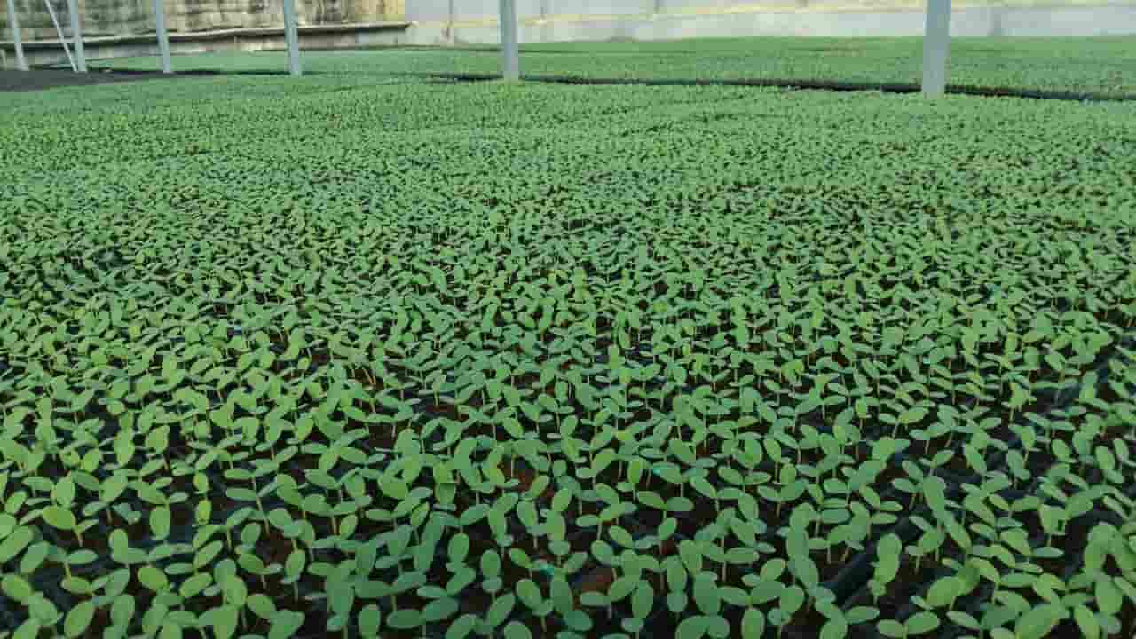 نشا گوجه فرنگی کانیون پرورش یافته با شرایط استاندارد