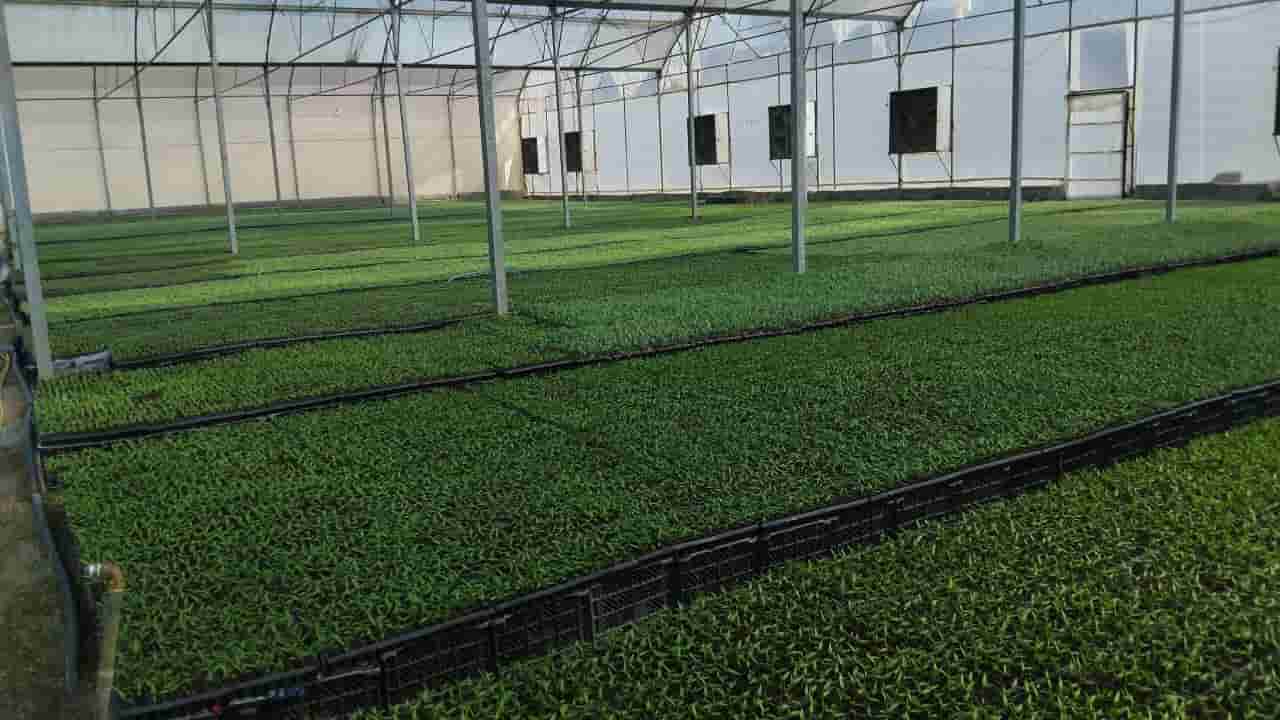 نشا گوجه فرنگی گیلاسی سالم با ریشه قوی و برگ های سالم