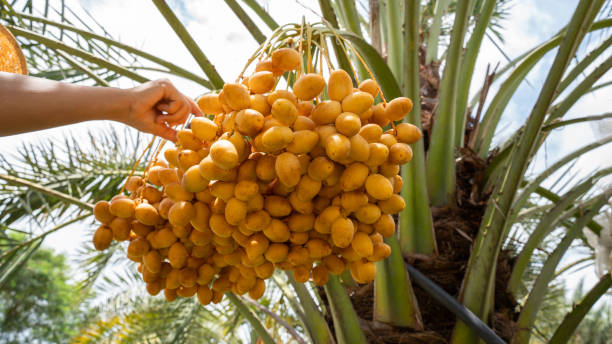 خرید خرما پیارم اصل + قیمت فروش استثنایی