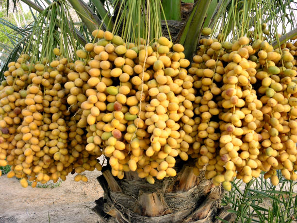 خرید و فروش خرما پیارم لوکس با شرایط فوق العاده