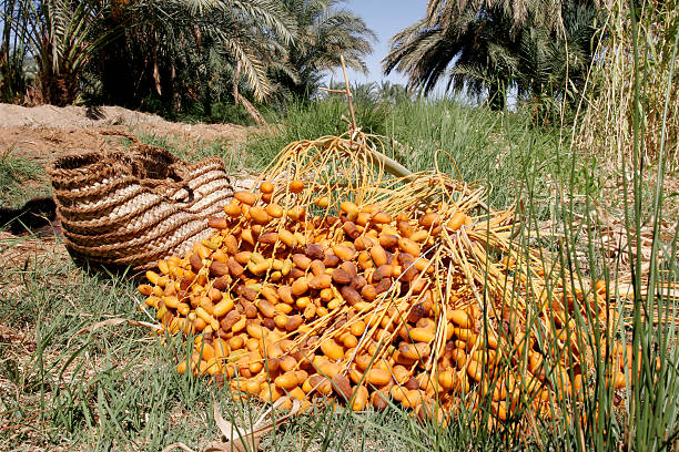 خرید و فروش خرما پیارم طلایی با شرایط فوق العاده