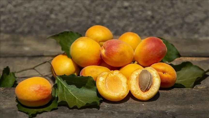 قیسی آذرشهر انتخابی مناسب برای خشکبار فروشی ها