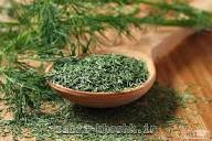 خرید مستقیم و عمده شوید خشک درجه‌ یک