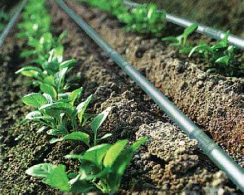 نوار آبیاری قطره ای مقاوم با پخش یکنواخت آب در زمین کشاورزی