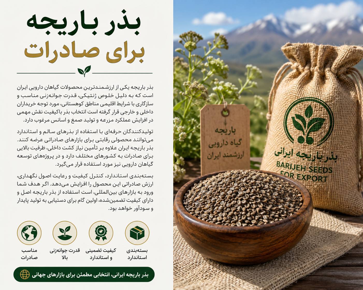 بذر باریجه برای صادرات