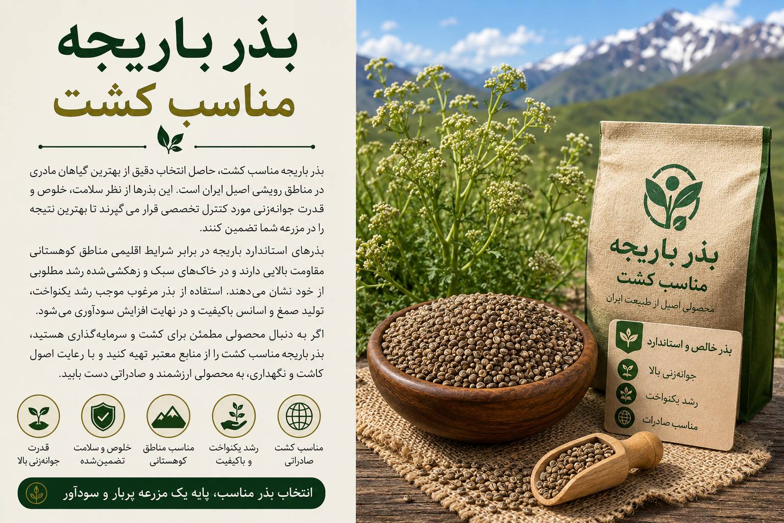 بذر باریجه مناسب کشت