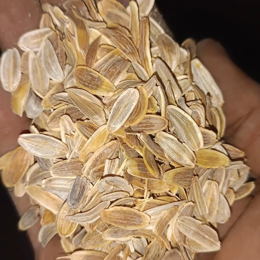 خرید بذر باریجه اصل