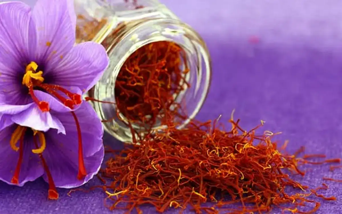 زعفران نگین خراسان با عطر ماندگار و کیفیت ممتاز
