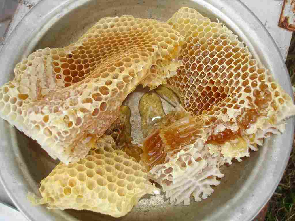 عسل وحشی شوشتر با فرآوری سنتی و ماندگاری مطلوب