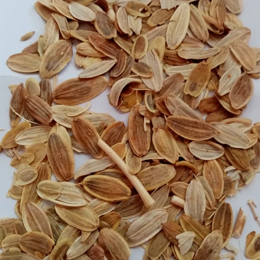 خرید بذر باریجه اصل ایران