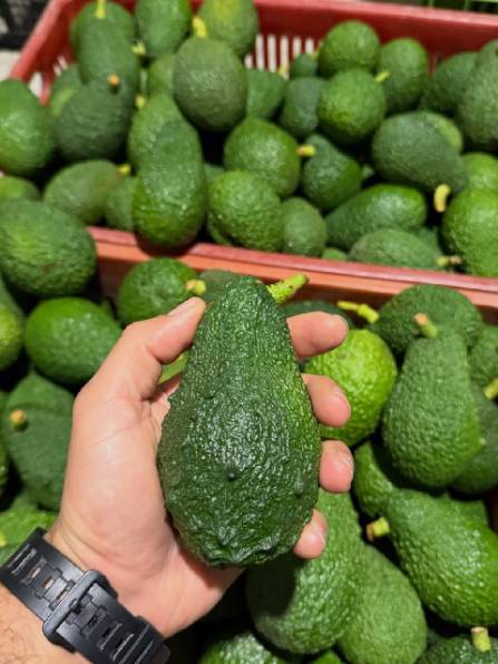 تصویر 3 از فروش عمده آووکادو وارداتی