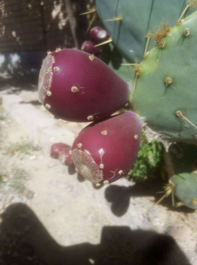 تصویر 4 از پخش میوه کاکتوس در میدان تره بار تهران