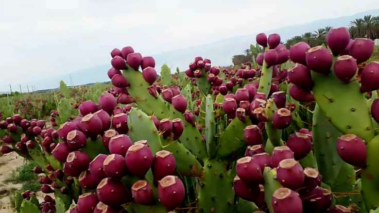 تصویر 5 از خرید عمده میوه کاکتوس ۱۴۰۵
