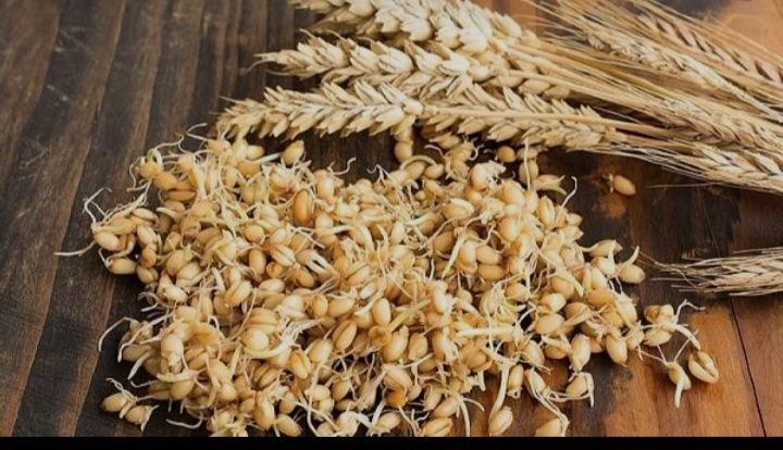 تصویر 4 از پودر جوانه گندم طبیعی