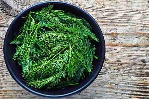 شوید خشک سبز با رنگ طبیعی و عطر دلپذیر