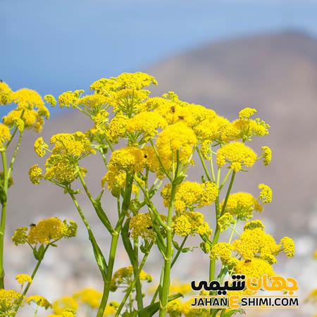 باریجه شاهکار طبیعت ایران