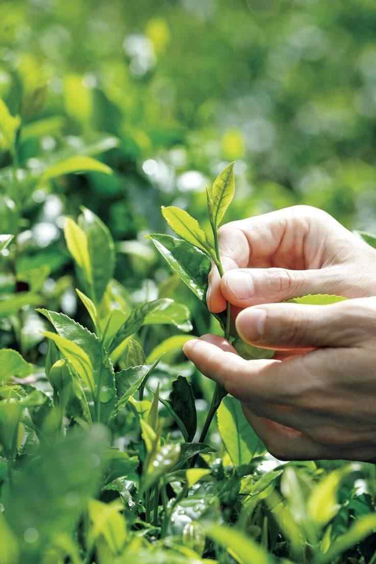 تفاوت طعم چای بهاره با چای پاییزه
