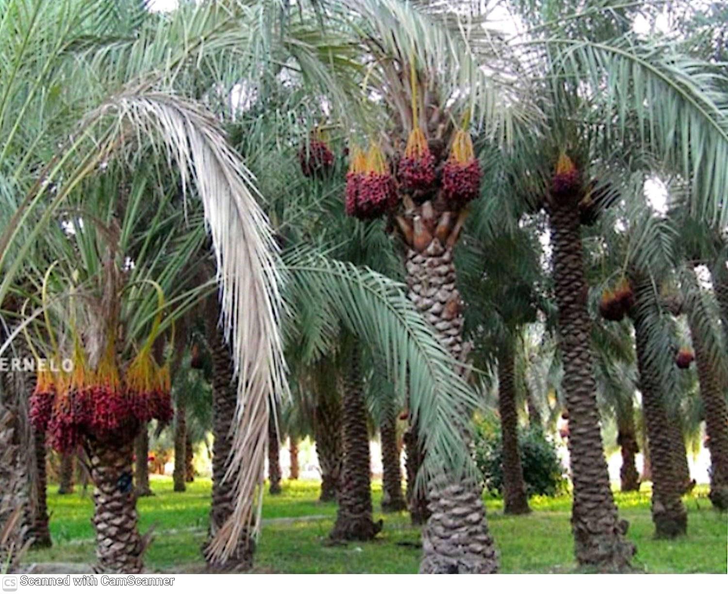 خرما ربی صادراتی بلوچستان