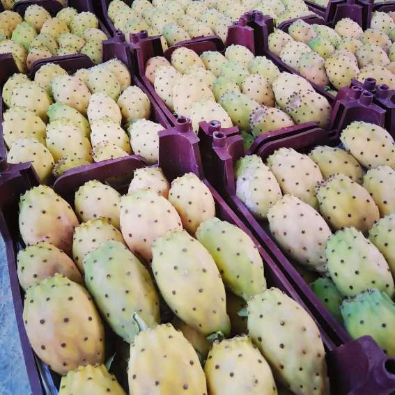 تصویر 5 از گلابی مالتا فروش عمده در تهران